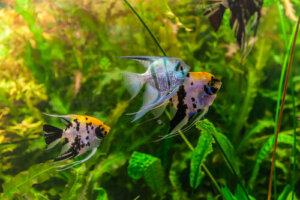 ¿Cuánto tiempo viven los peces en tu acuario?