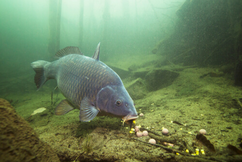 Cyprinus carpio