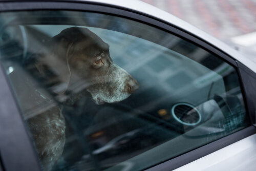 Dejar a las mascotas en los autos puede ser un problema letal
