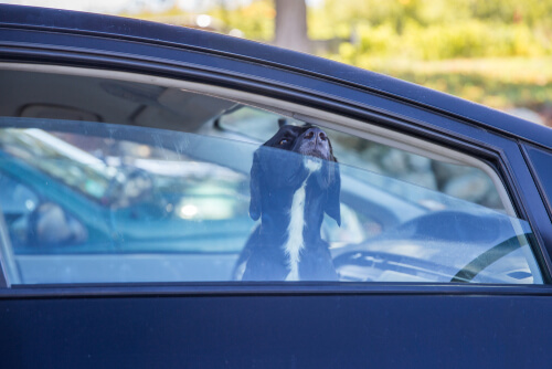 Dejar las mascotas en los autos