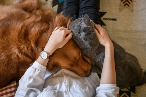 4 formas de demostrar amor a una mascota