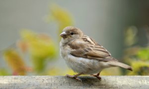 Curiosidades del gorrión
