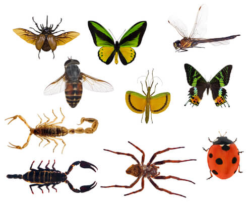 Diferencias entre insectos y arácnidos