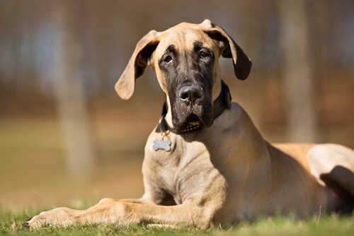 Displasia de cadera canina: síntomas