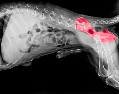 Radiografía de displasia de cadera canina
