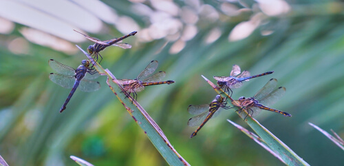 Some dragonflies.