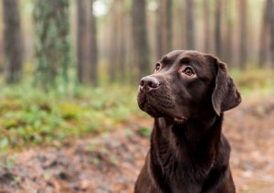 El color de un perro podría repercutir en su longevidad