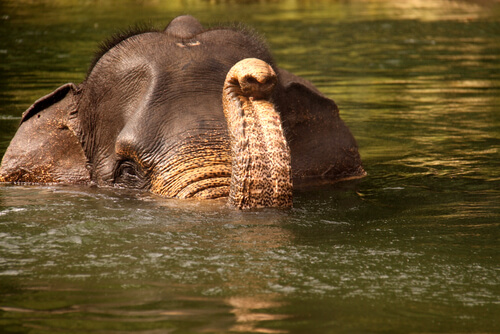 Elefante de Sumatra