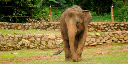 Elefante pigmeo de Borneo