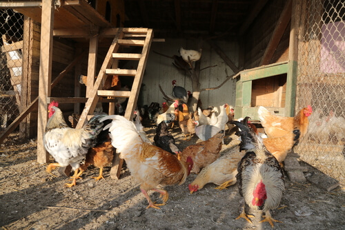 The inside of your hen house should be warm and comfortable.