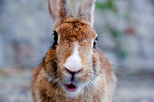 ¿Qué es el embarazo nervioso en conejos?