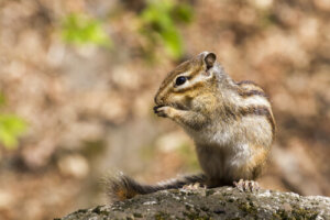 ¿Cuáles son las enfermedades de las ardillas de Corea?