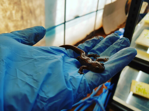 Enfermedades que pueden transmitir los reptiles: botulismo