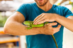 ¿Los reptiles tienen hongos?