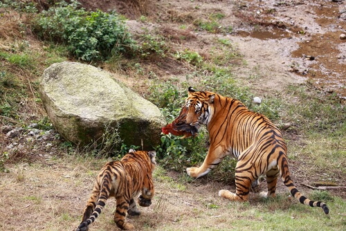 Especies al borde de la extinción: tigre del sur de China