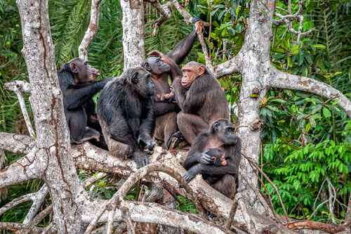 Estudios sobre los chimpancés