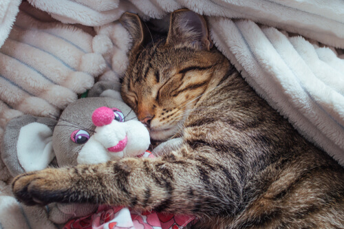 Etapas del sueño en los gatos