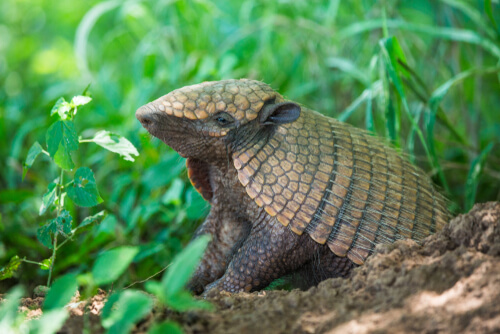 Euphractus sexcinctus