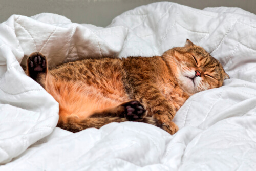 Fase REM en gatos