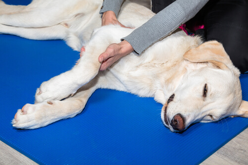 Fisioterapia para mascotas