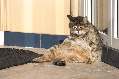 Chat obèse.