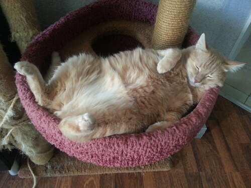 Snoring can be caused by the position your cat sleeps in.