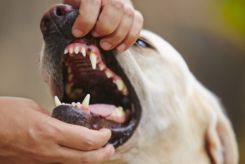El tratamiento de la gingivitis en tu mascota