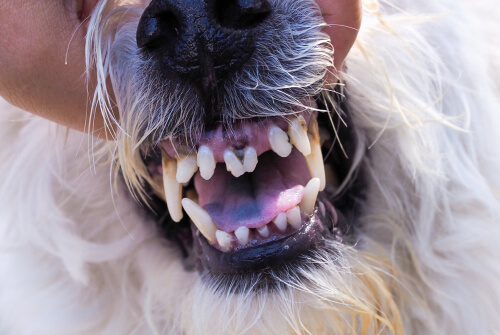 Gingivitis en perros: causas