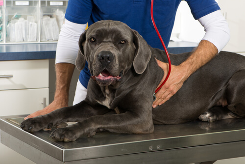 Gingivitis en perros: tratamiento