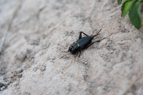 Un grillon sur une roche.