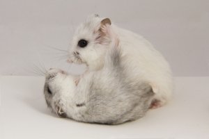 Tumores en roedores: cómo afrontarlos