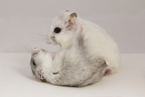 Tumores en roedores: cómo afrontarlos