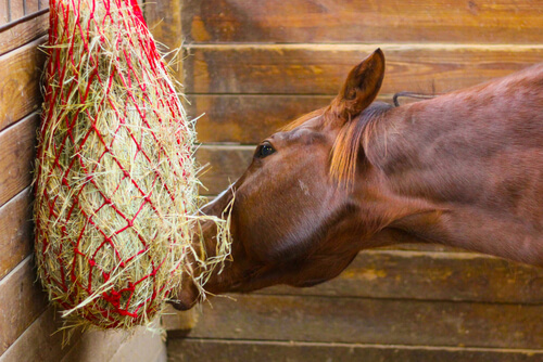 Heno para caballos