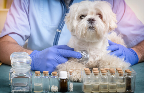 Homeopatía para mascotas