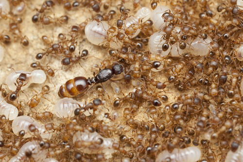 El papel de la hormiga reina en las colonias