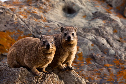 Hyrax de roca