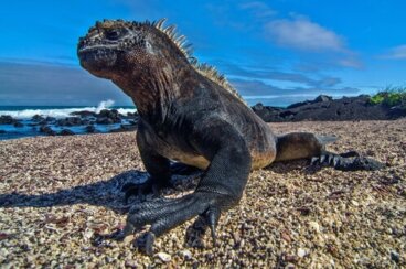 14 tipos de iguanas