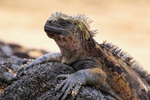 La iguana marina regia de los Galápagos