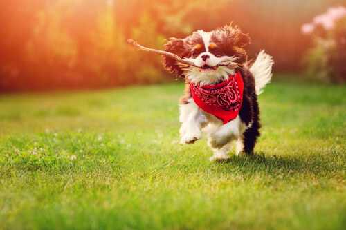 Juguetes seguros para tu perro