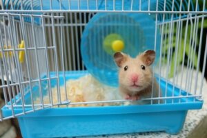 4 consejos para limpiar la jaula de un hámster