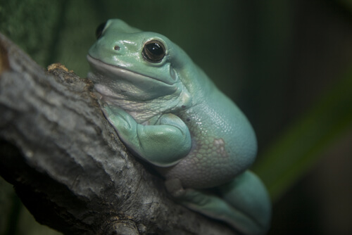 Litoria caerulea