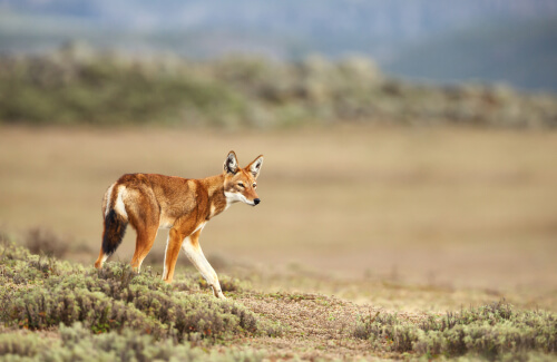 Lobo etíope: hábitat