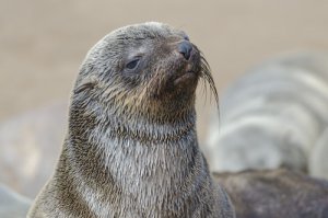 Hábitat del lobo marino