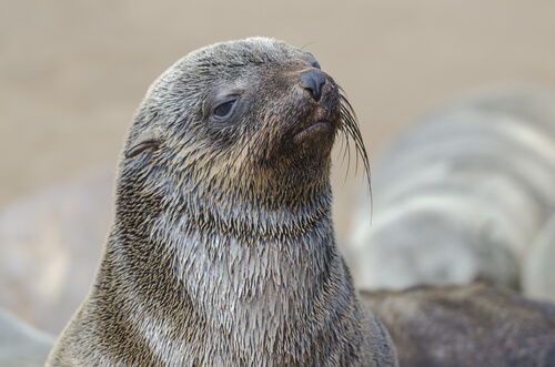 Lobo marino de Australia y Sudáfrica