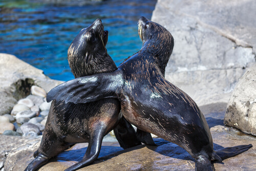 Lobo marino de dos pelos sudamericano (Arctophoca australis australis)