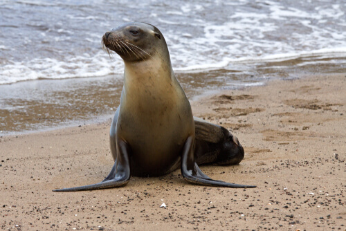 Lobo marino de las Galápagos (Arctocephalus galapagoensis)