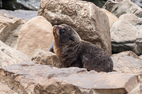 Lobo marino de Nueva Zelanda (Arctophoca fosteri)