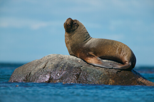 Lobo marino sudamericano (Otaria flavescens)