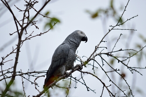 Loro yaco