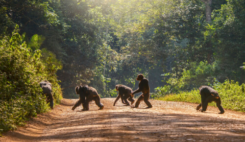 Los chimpancés tienen culturas que están desapareciendo